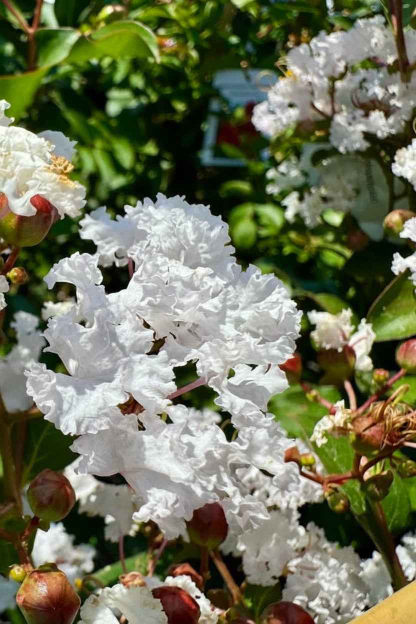 Kínai selyemmirtusz - Lagerstroemia indica 'Nivea'