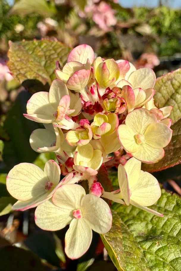 Hortenzia Bugás - Hydrangea paniculata "Magical Fire"