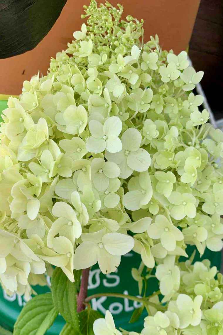 Hortenzia Bugás - Hydrangea paniculata "Diamantino"