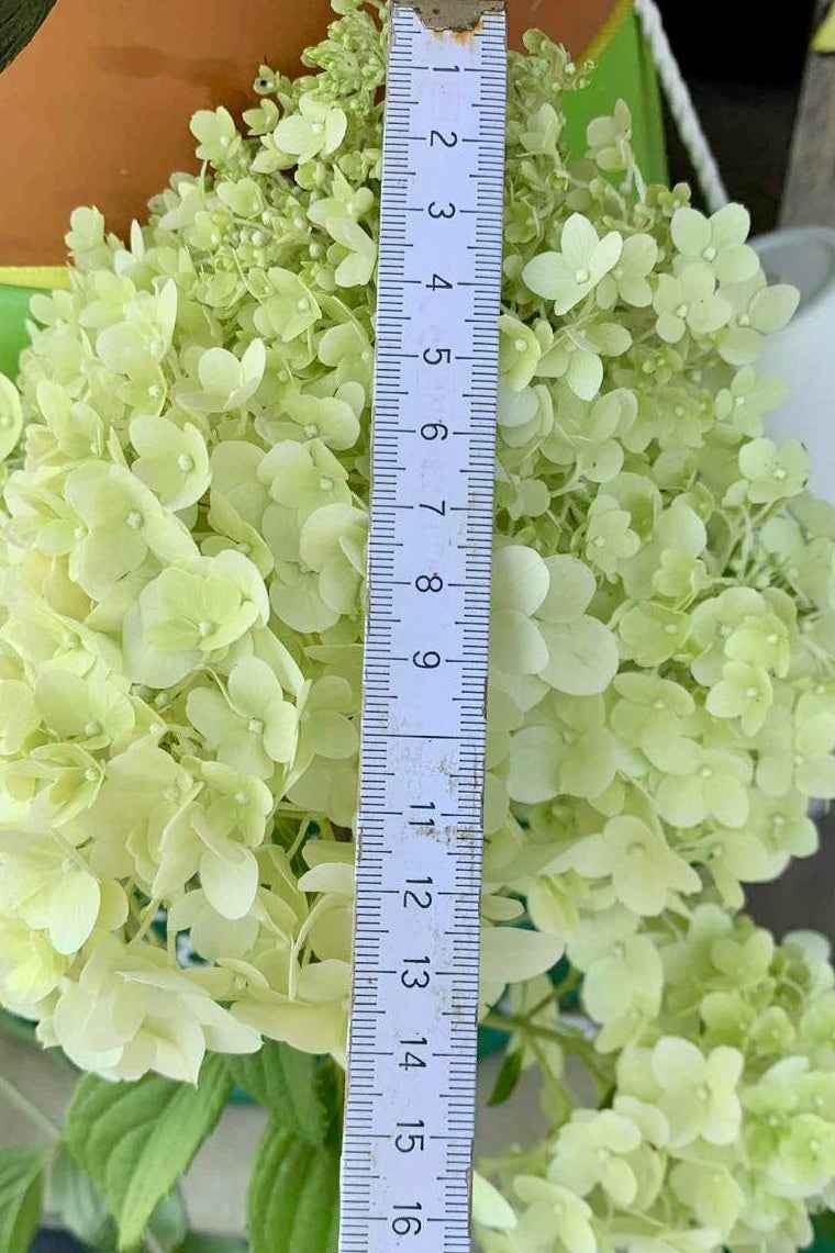 Hortenzia Bugás - Hydrangea paniculata "Diamantino"