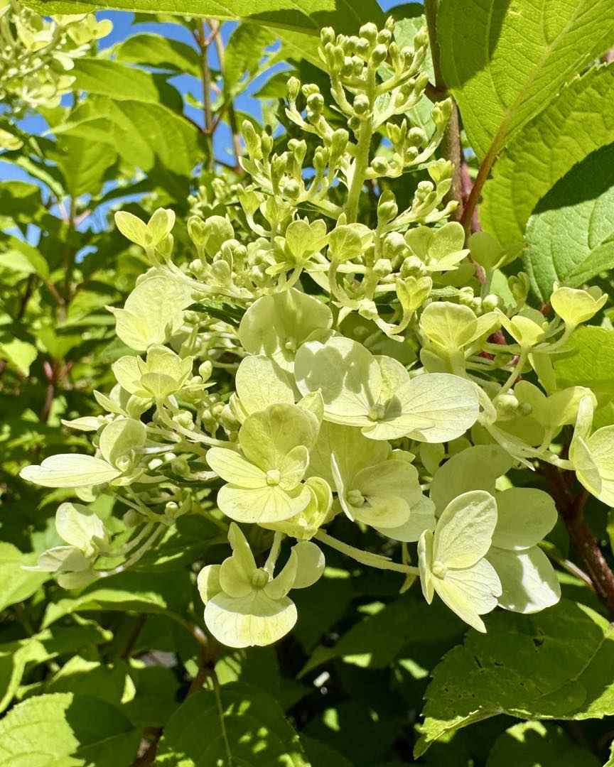 Hortenzia Bugás - Hydrangea paniculata "Hercules"