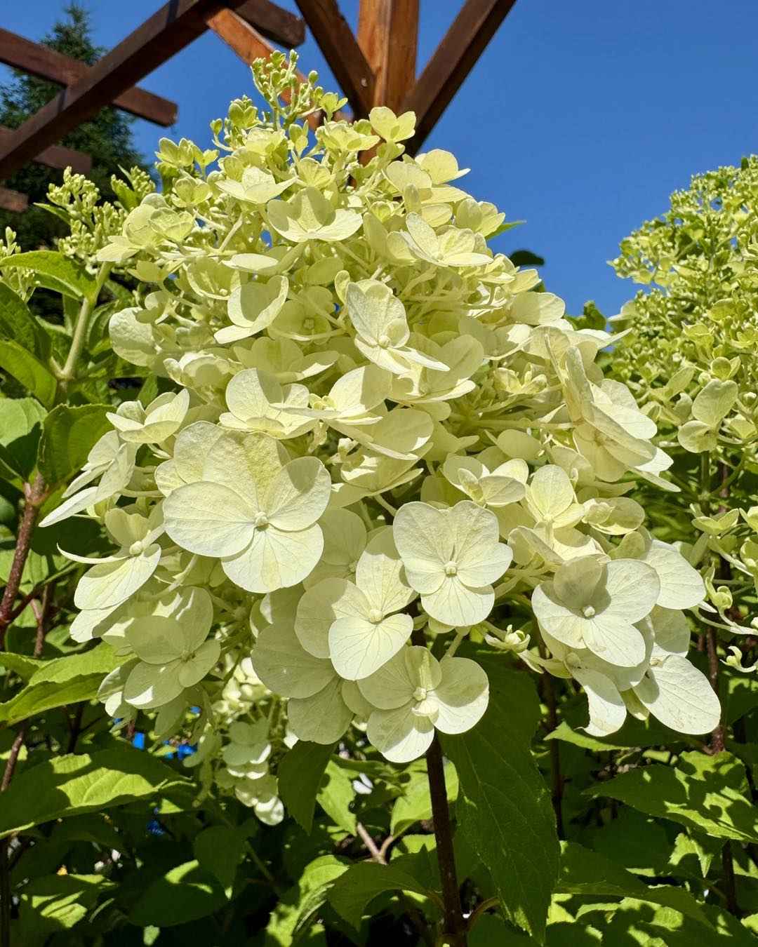 Hortenzia Bugás - Hydrangea paniculata "Hercules"