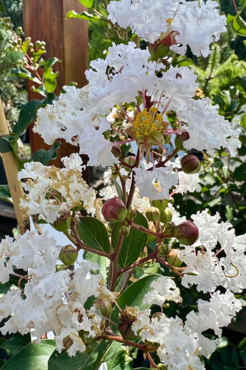 Kínai selyemmirtusz - Lagerstroemia indica 'Nivea'