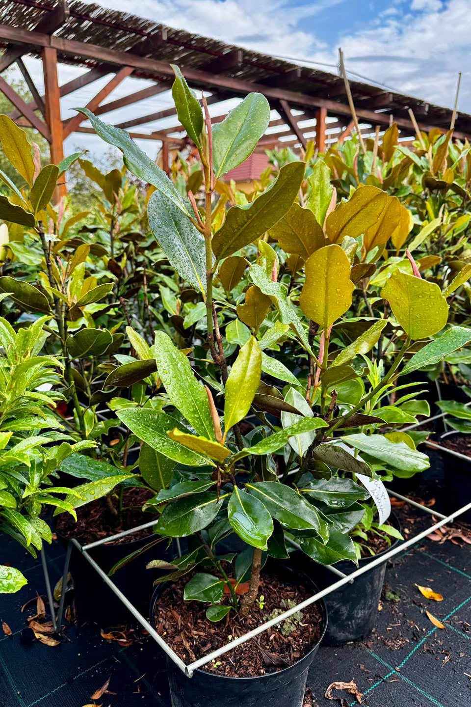 Örökzöld magnólia - Magnolia grandiflora 'Little Gem'