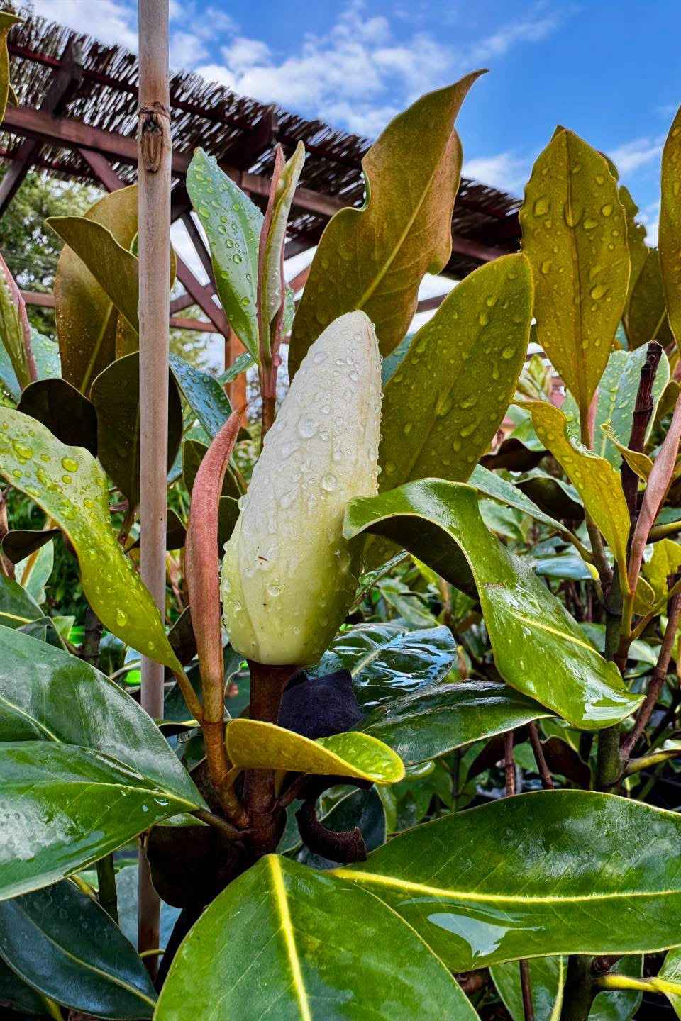 Örökzöld magnólia - Magnolia grandiflora 'Little Gem'