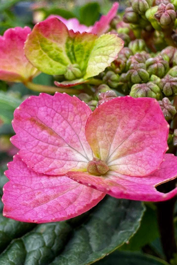 Fűrészeslevelű hortenzia – Hydrangea serrata ‘Magic Pillow'