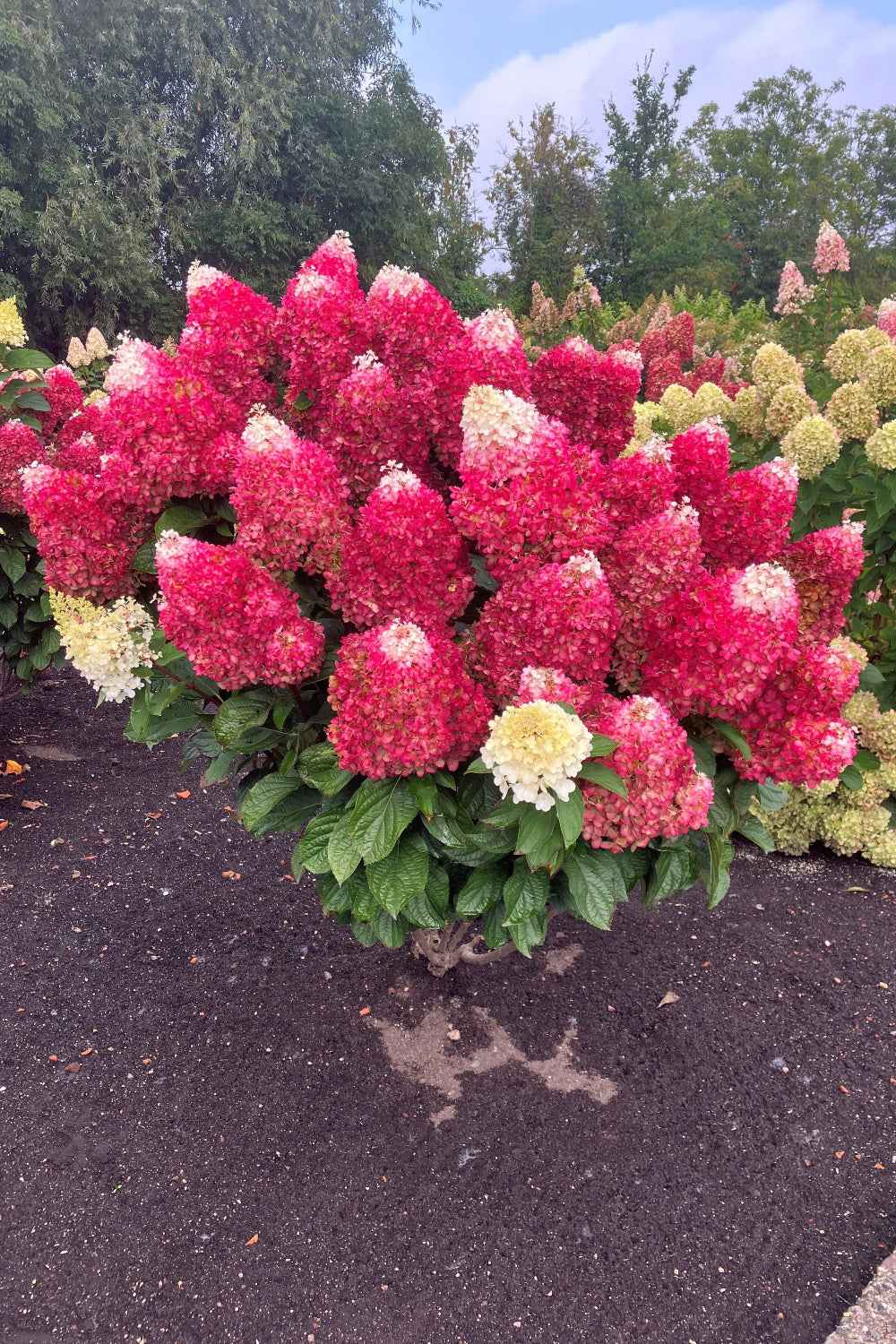 Hydrangea paniculata 'Living Red Velvet®'