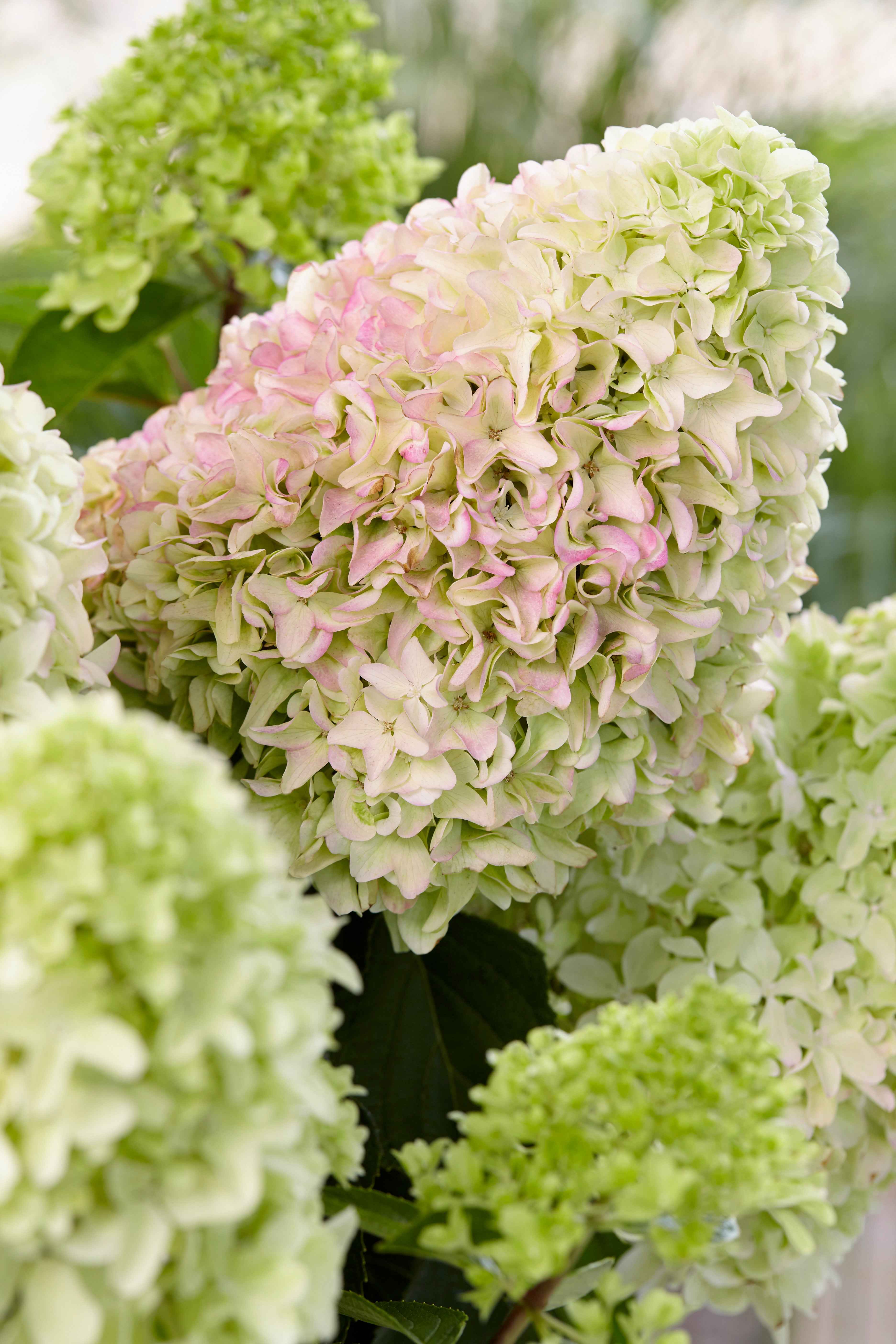 Hortenzia Bugás - Hydrangea paniculata "Little Fresco"