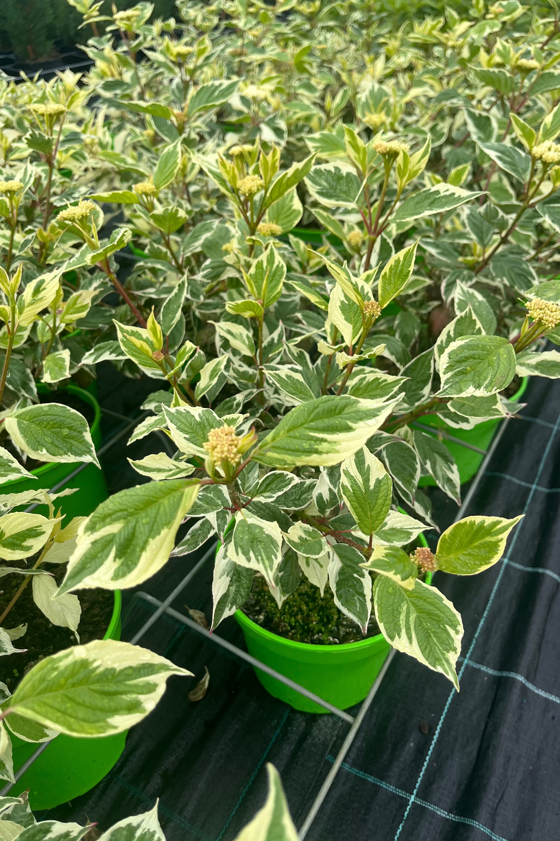 Cornus alba 'Sibirica Variegata' - Fehértarka som