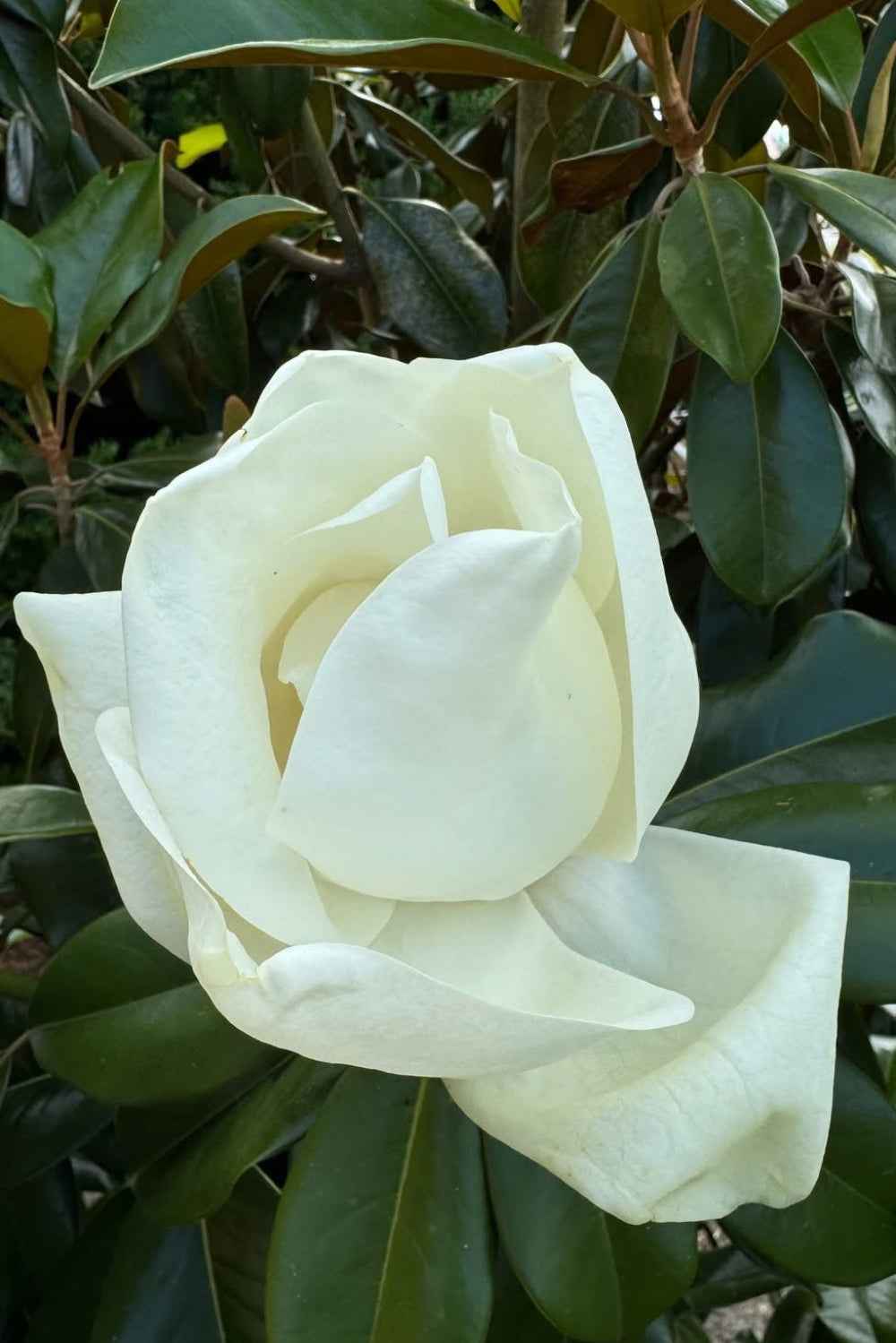 Örökzöld magnólia - Magnolia grandiflora 'Little Gem'