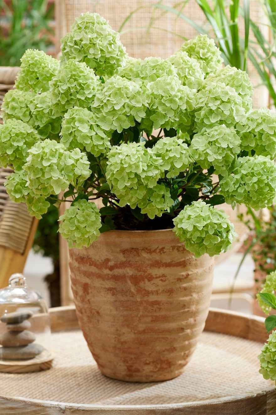 Hortenzia Bugás - Hydrangea paniculata "Petite Cherry"