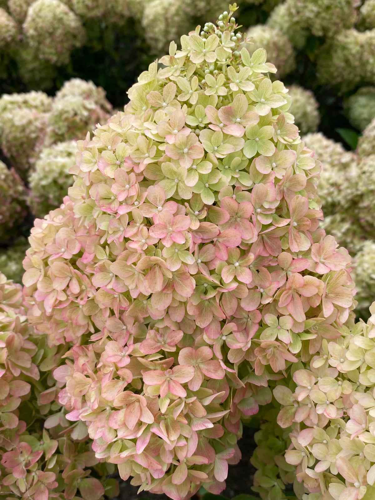 Hortenzia Bugás - Hydangea paniculata. "Petite Flori"