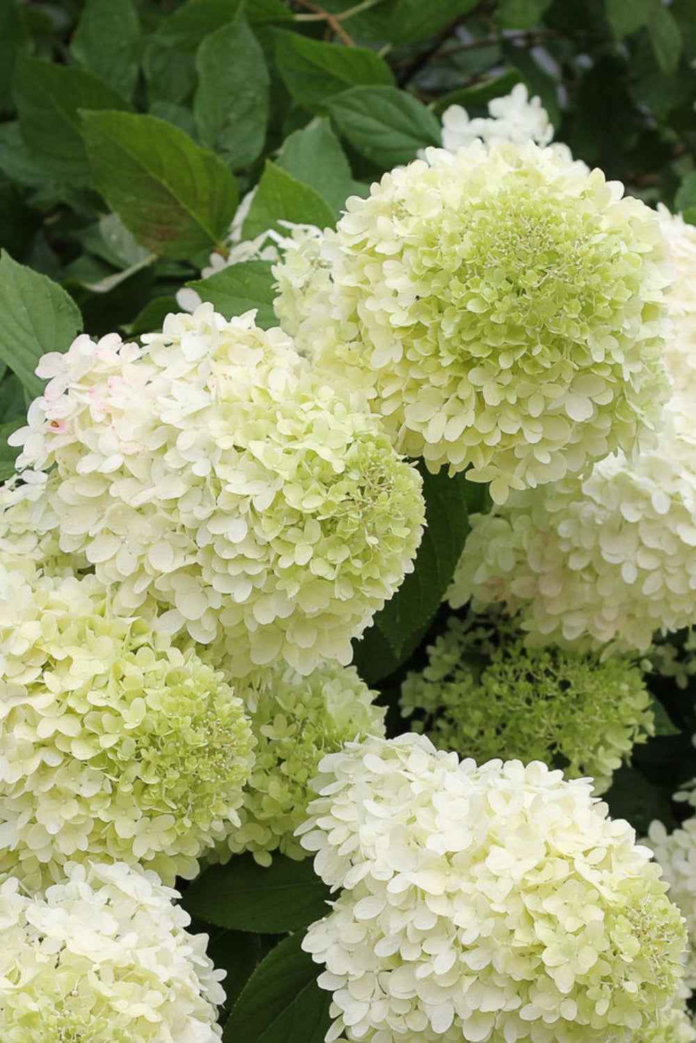 Bugás Hortenzia - Hydrangea paniculata 'Limelight'