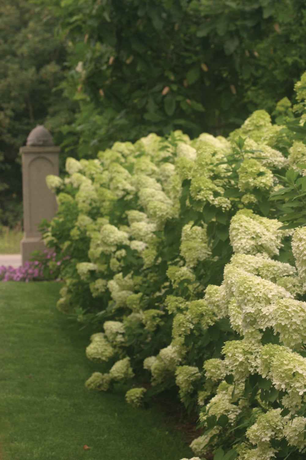 Bugás Hortenzia - Hydrangea paniculata 'Limelight'