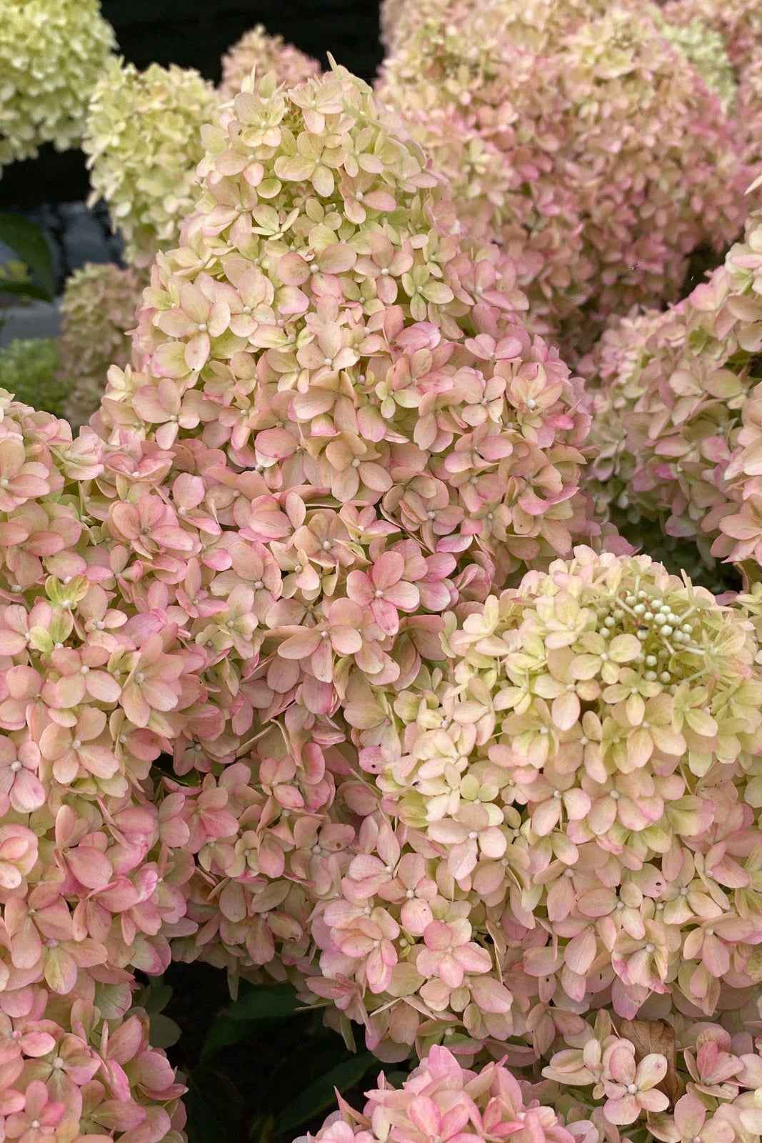 Hortenzia Bugás - Hydangea paniculata. "Petite Flori"