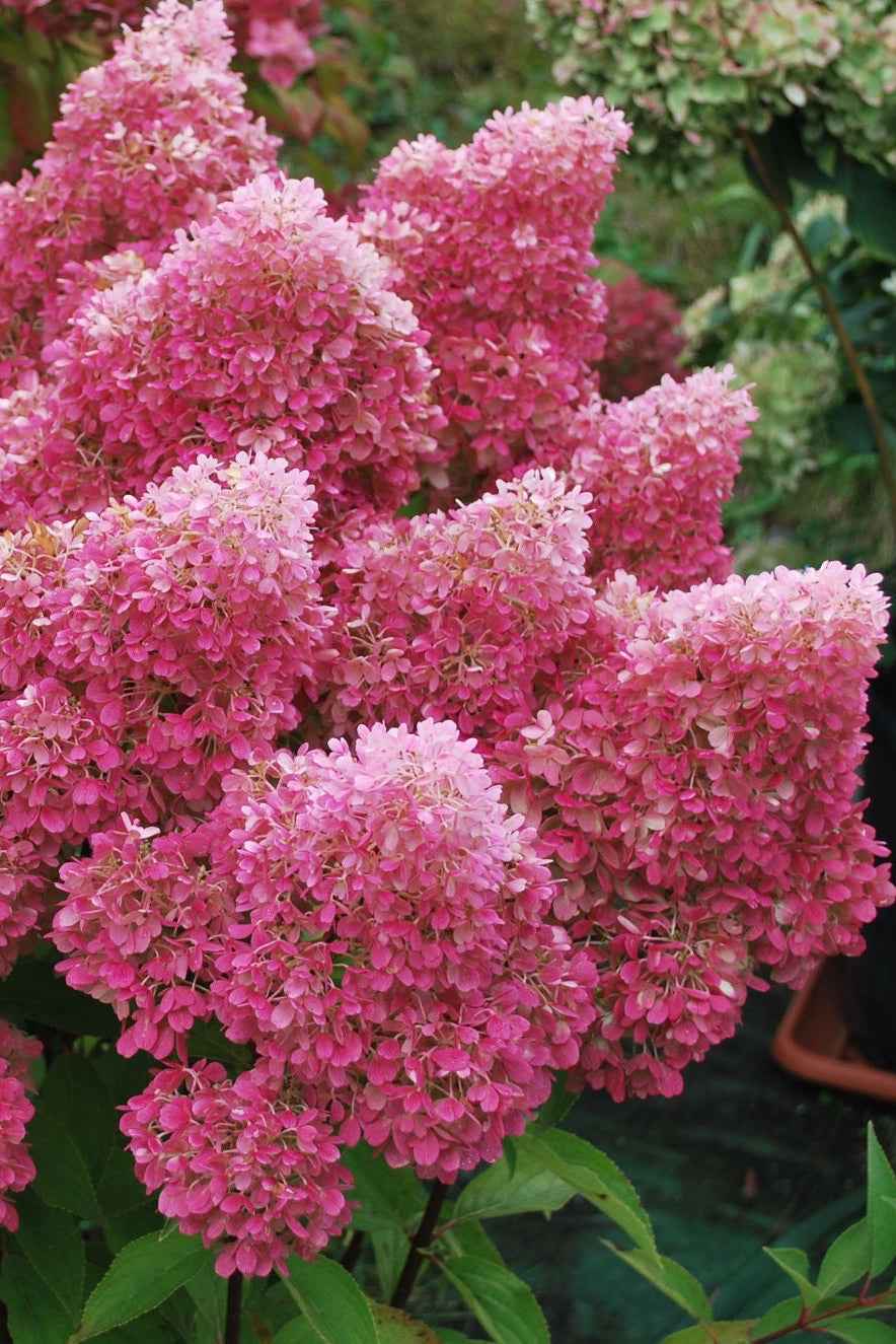 Hortenzia Bugás - Hydangea paniculata. "Petite Flori"