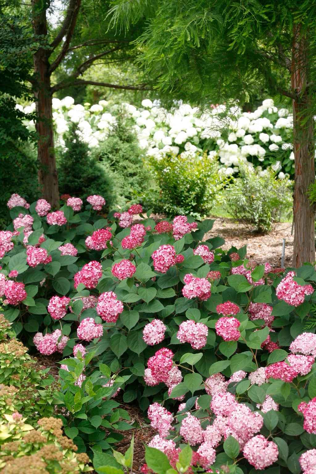 Hortenzia cserjés - Hydrangea arborescens "Ruby Annabelle"
