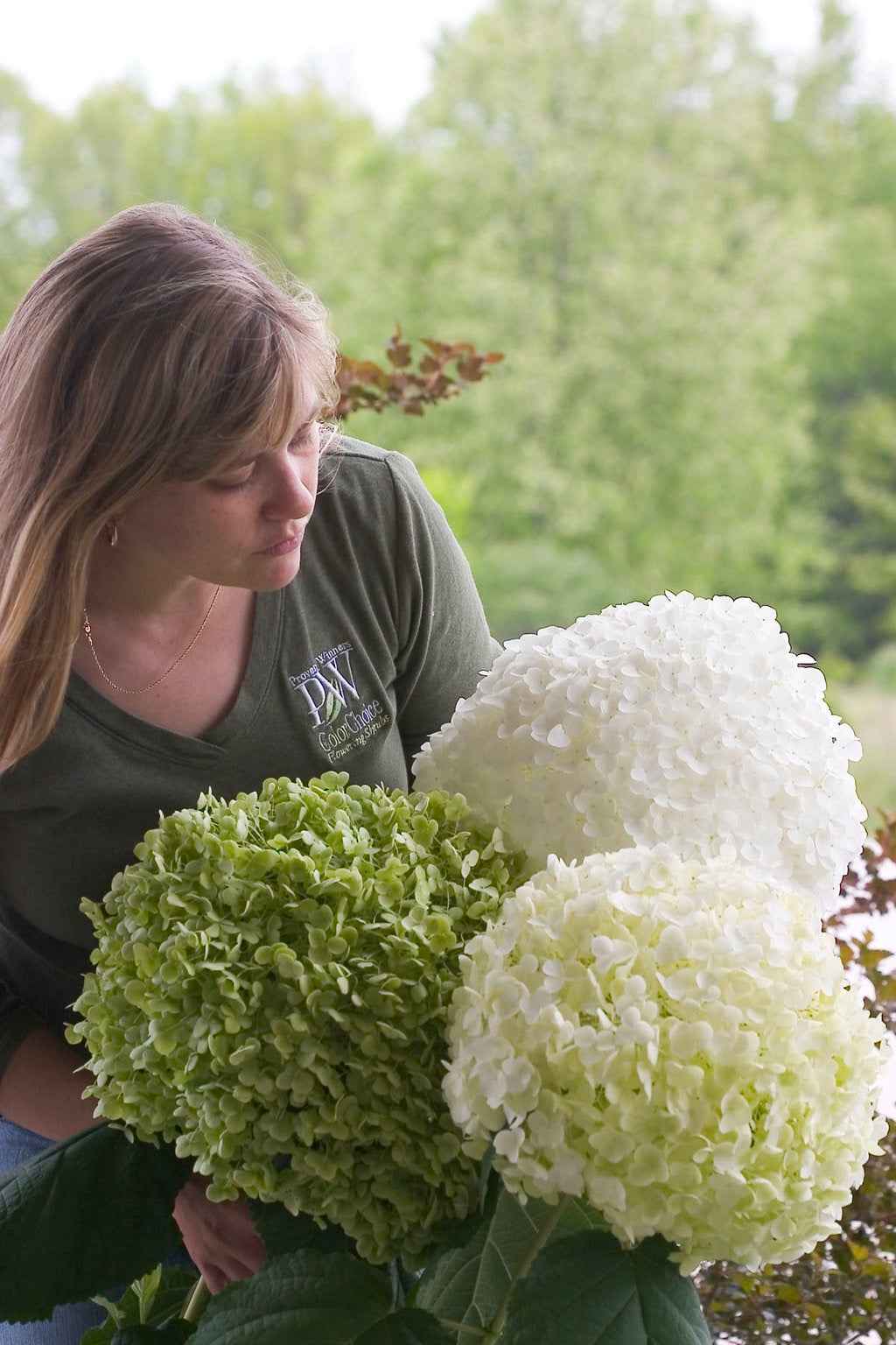 Hortenzia Cserjés - Hydrangea arborescens Incrediball (Strong Annabelle)