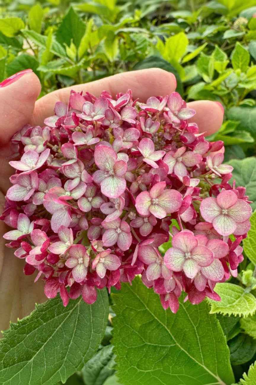 Hortenzia cserjés - Hydrangea arborescens "Ruby Annabelle"
