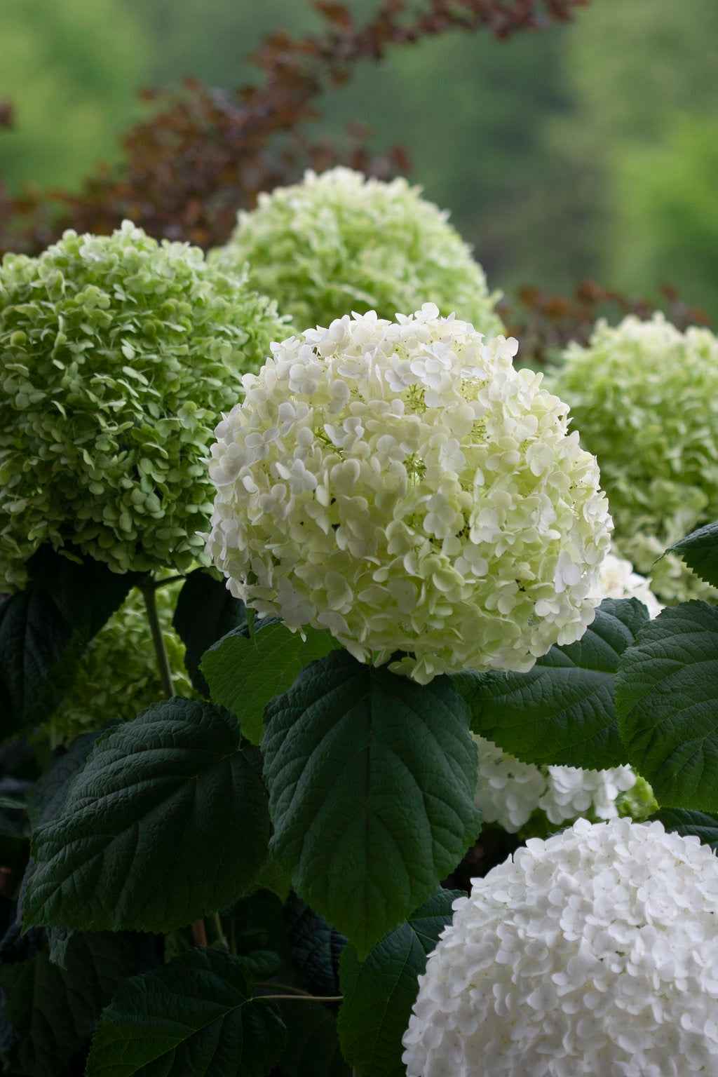 Hortenzia Cserjés - Hydrangea arborescens Incrediball (Strong Annabelle)