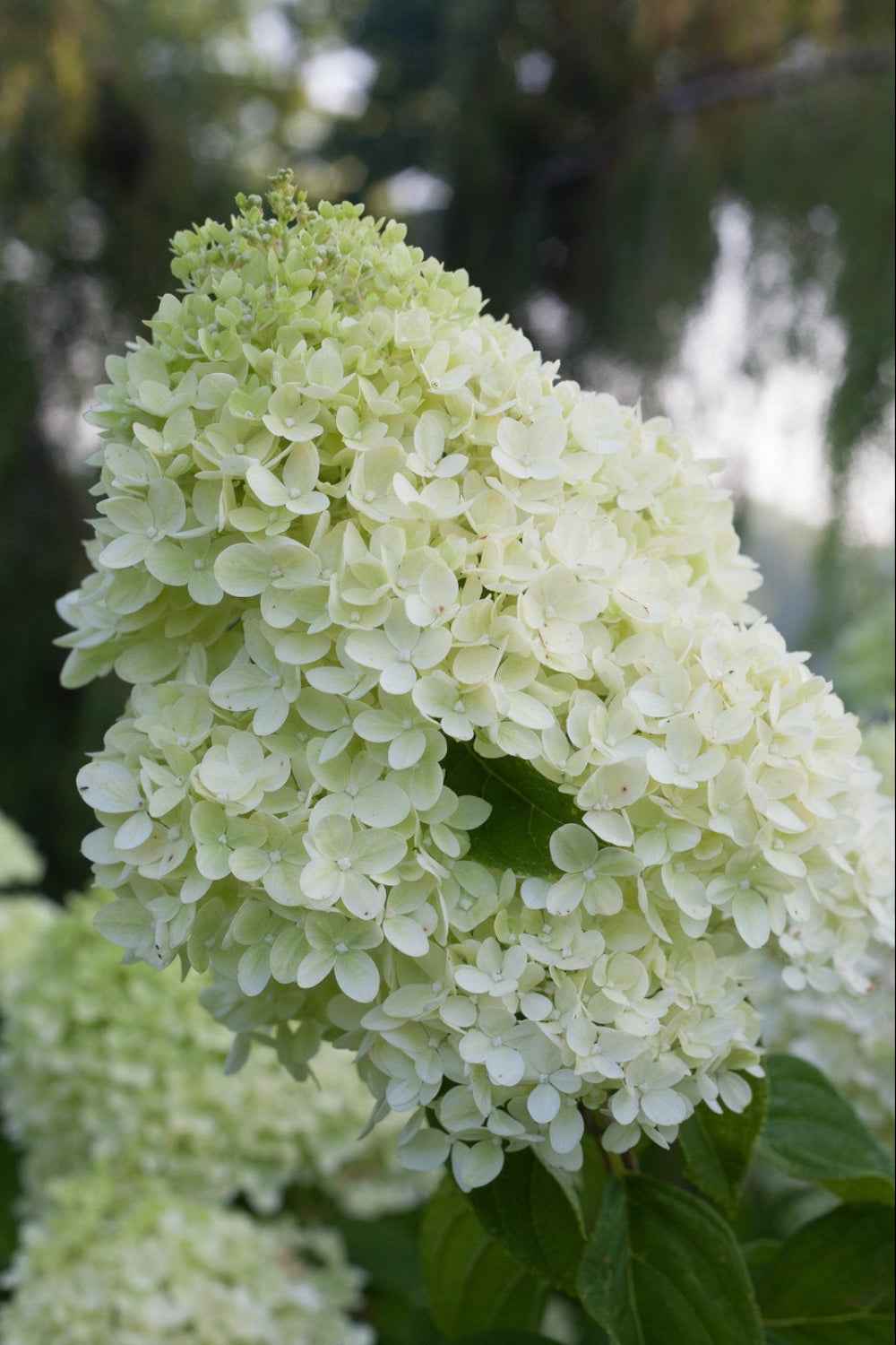 Hortenzia Bugás - Hydrangea paniculata 'Little Lime'