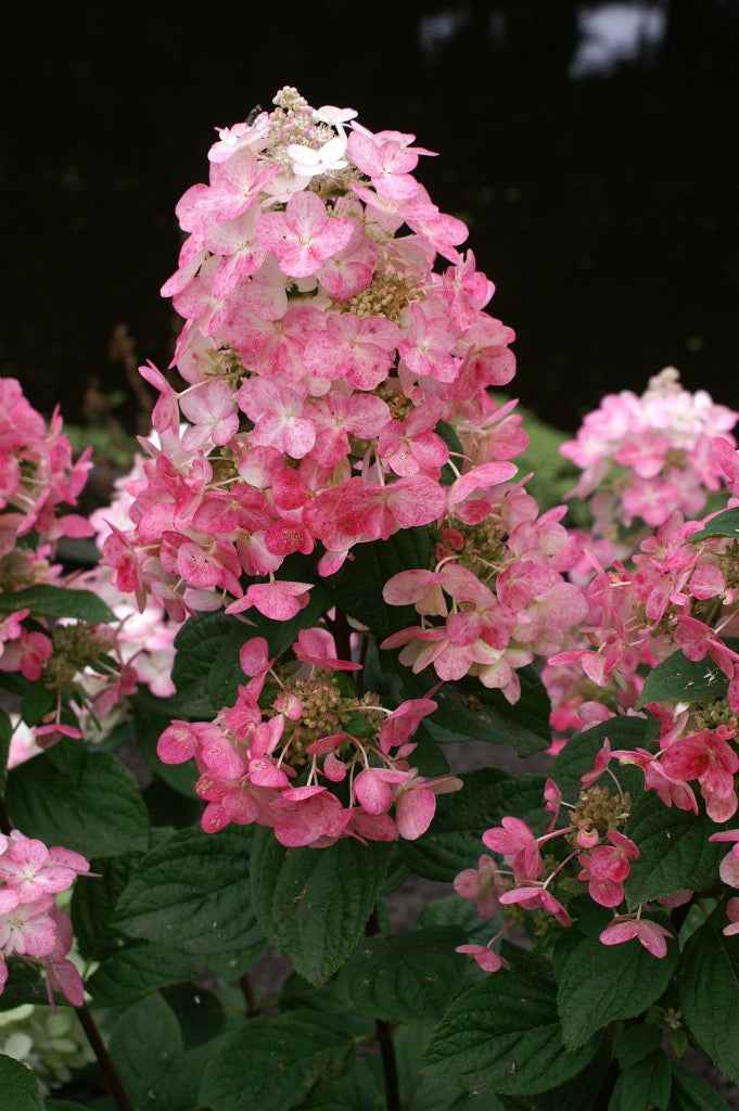 Hortenzia Bugás - Hydrangea paniculata "Magical Fire"