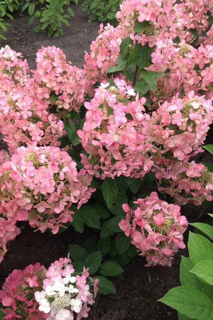 Hortenzia Bugás - Hydrangea paniculata "Magical Fire"