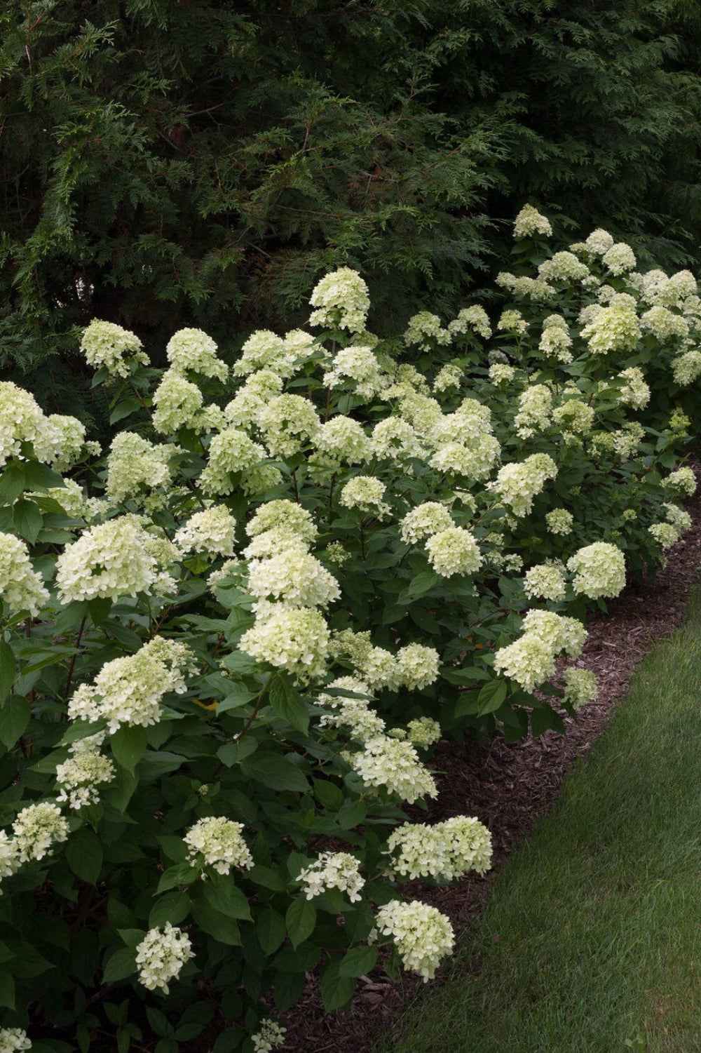 Hortenzia Bugás - Hydrangea paniculata 'Little Lime'