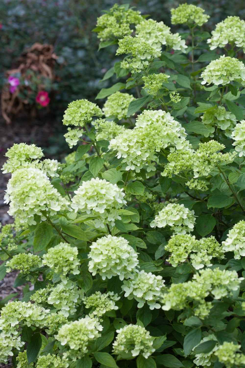 Hortenzia Bugás - Hydrangea paniculata 'Little Lime'