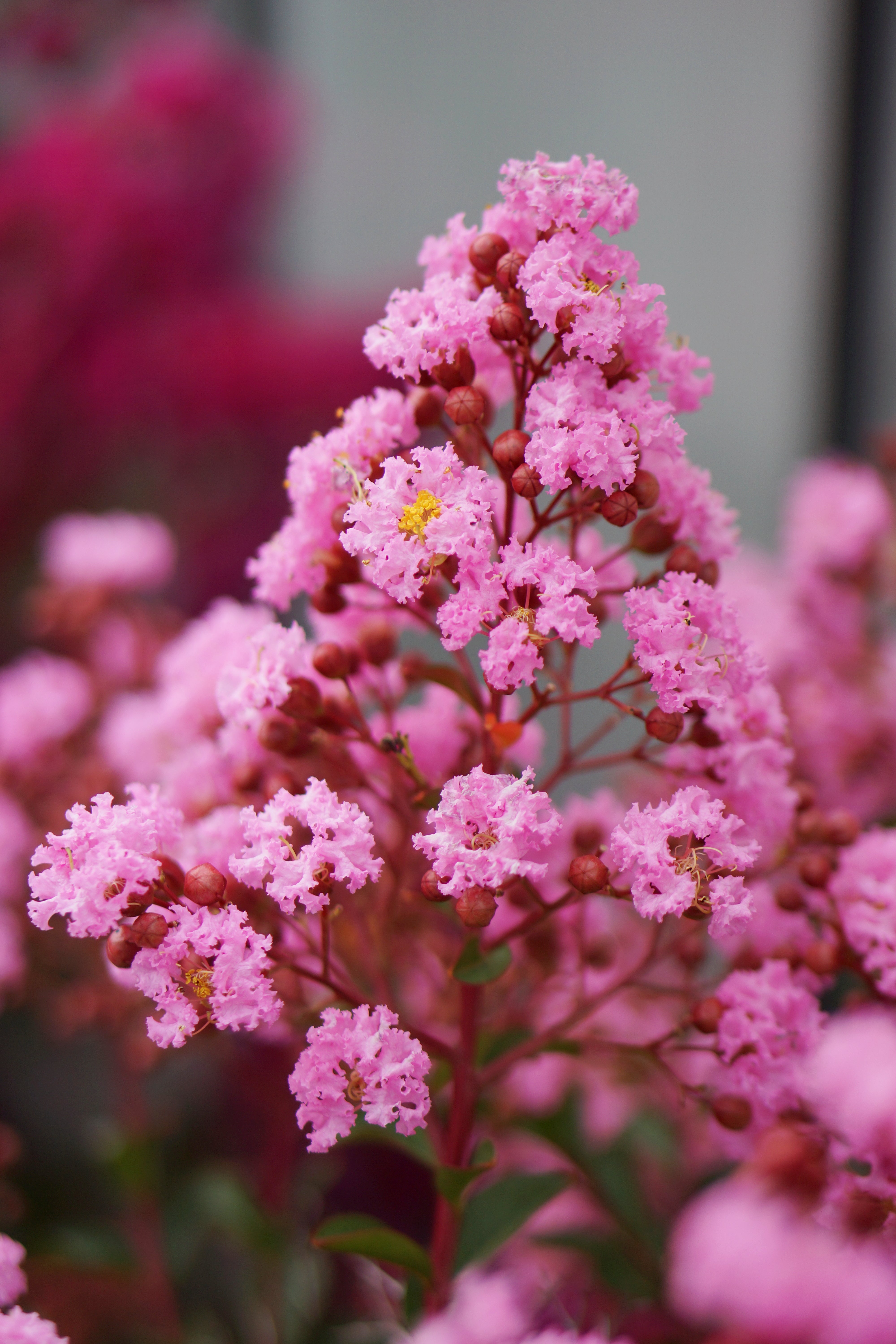 Kínai selyemmirtusz - Lagerstroemia 'Eveline'