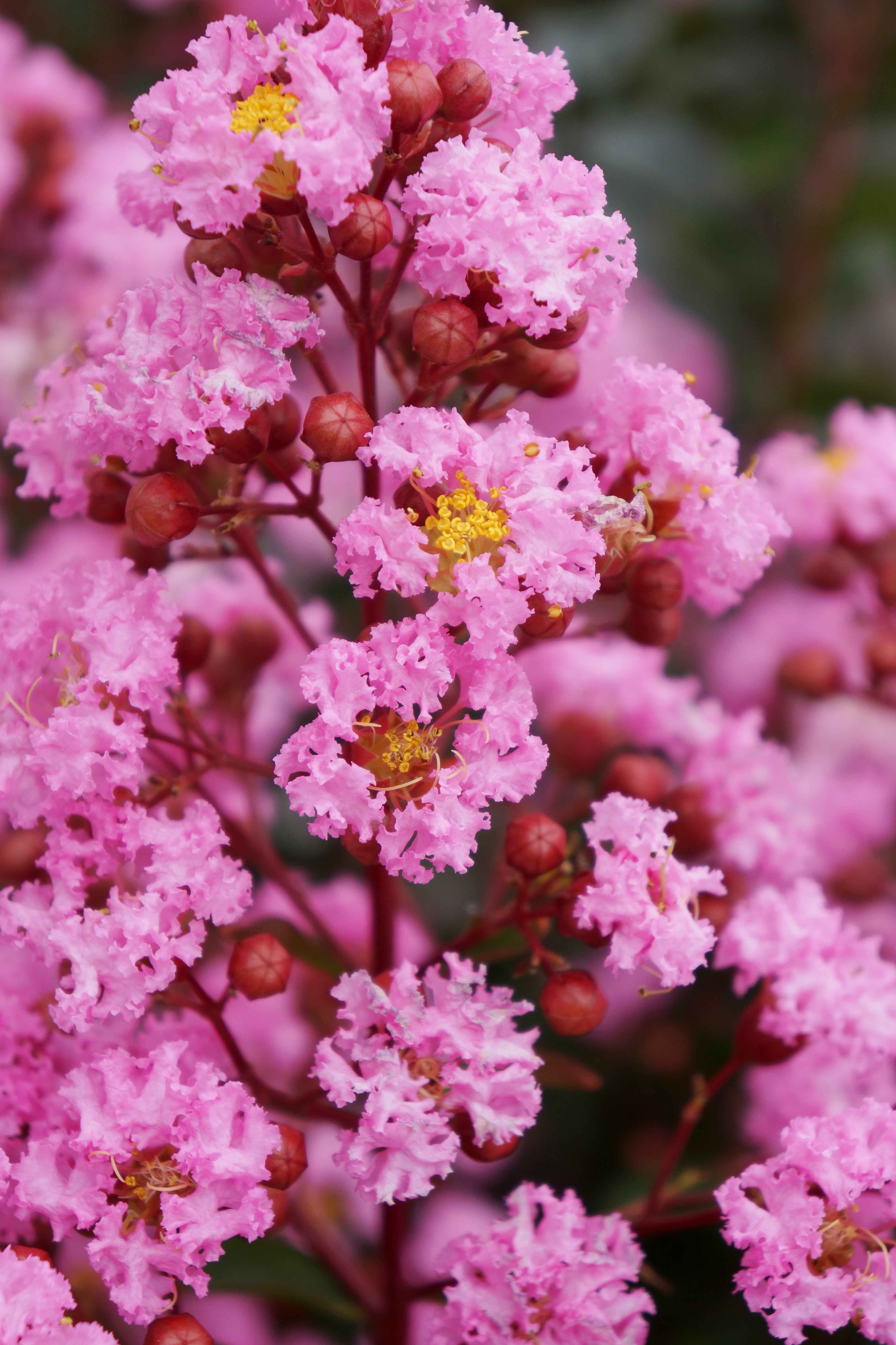Kínai selyemmirtusz - Lagerstroemia 'Eveline'