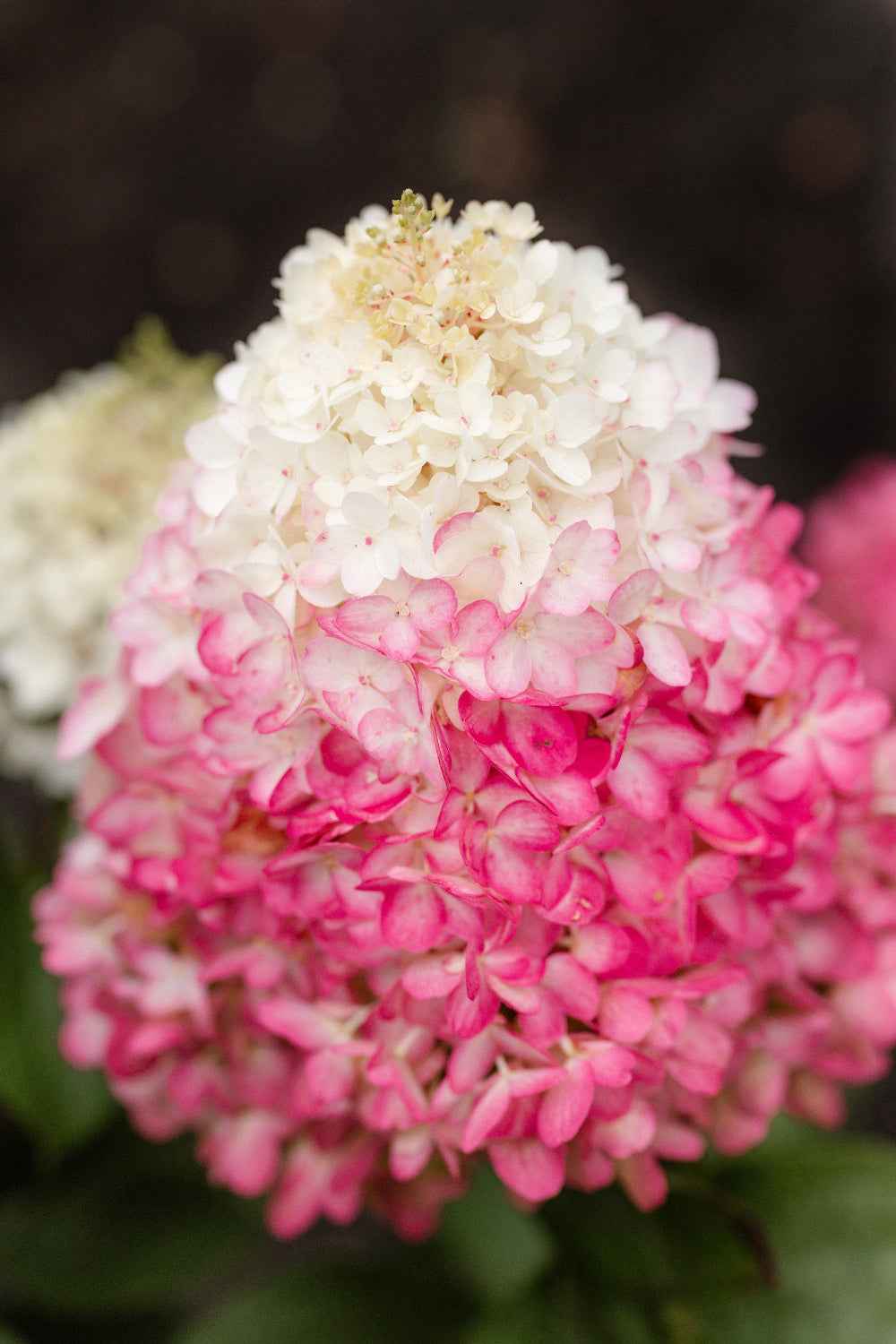 Hydrangea paniculata 'Living Red Velvet®'