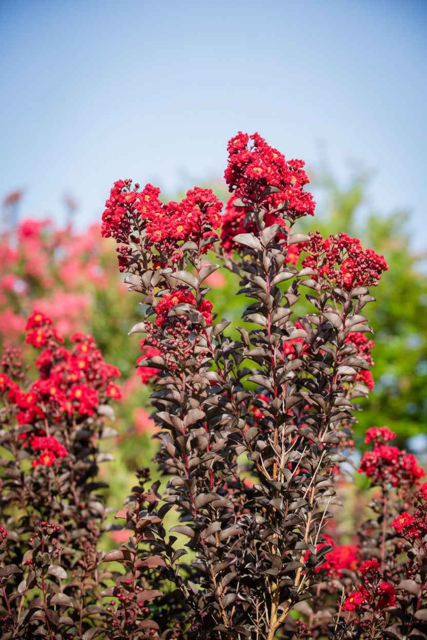Kínai selyemmirtusz - Lagerstroemia indica 'Black Diamond Best Red'