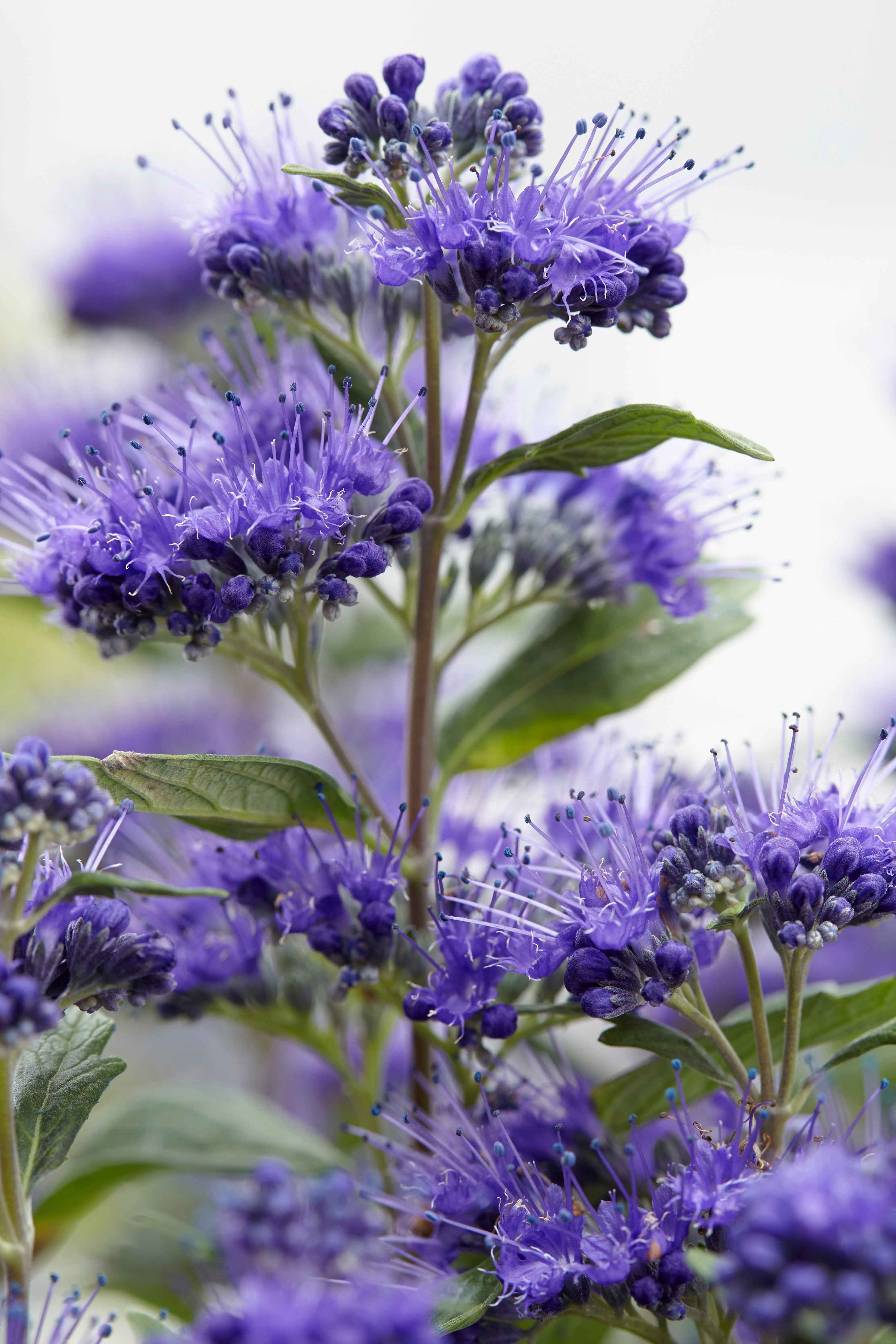 Caryopteris clandonensis 'Grand Bleu' - Angol kékszakáll