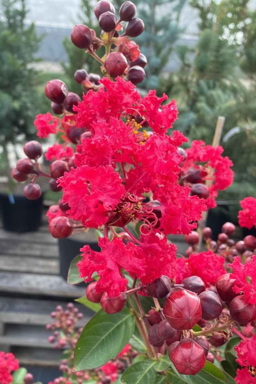 Kínai selyemmirtusz - Lagerstroemia indica 'Red Rocket'