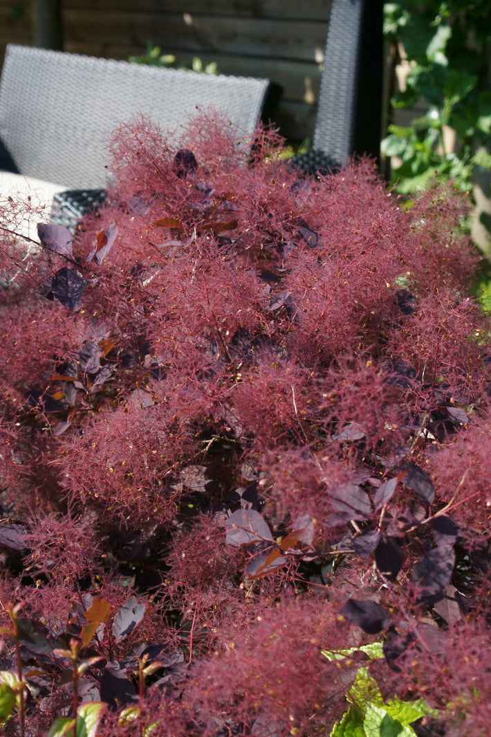 Cotinus coggygria ‘Dusky Maiden’ – Cserszömörce