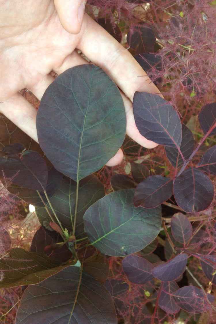 Cotinus coggygria ‘Dusky Maiden’ – Cserszömörce