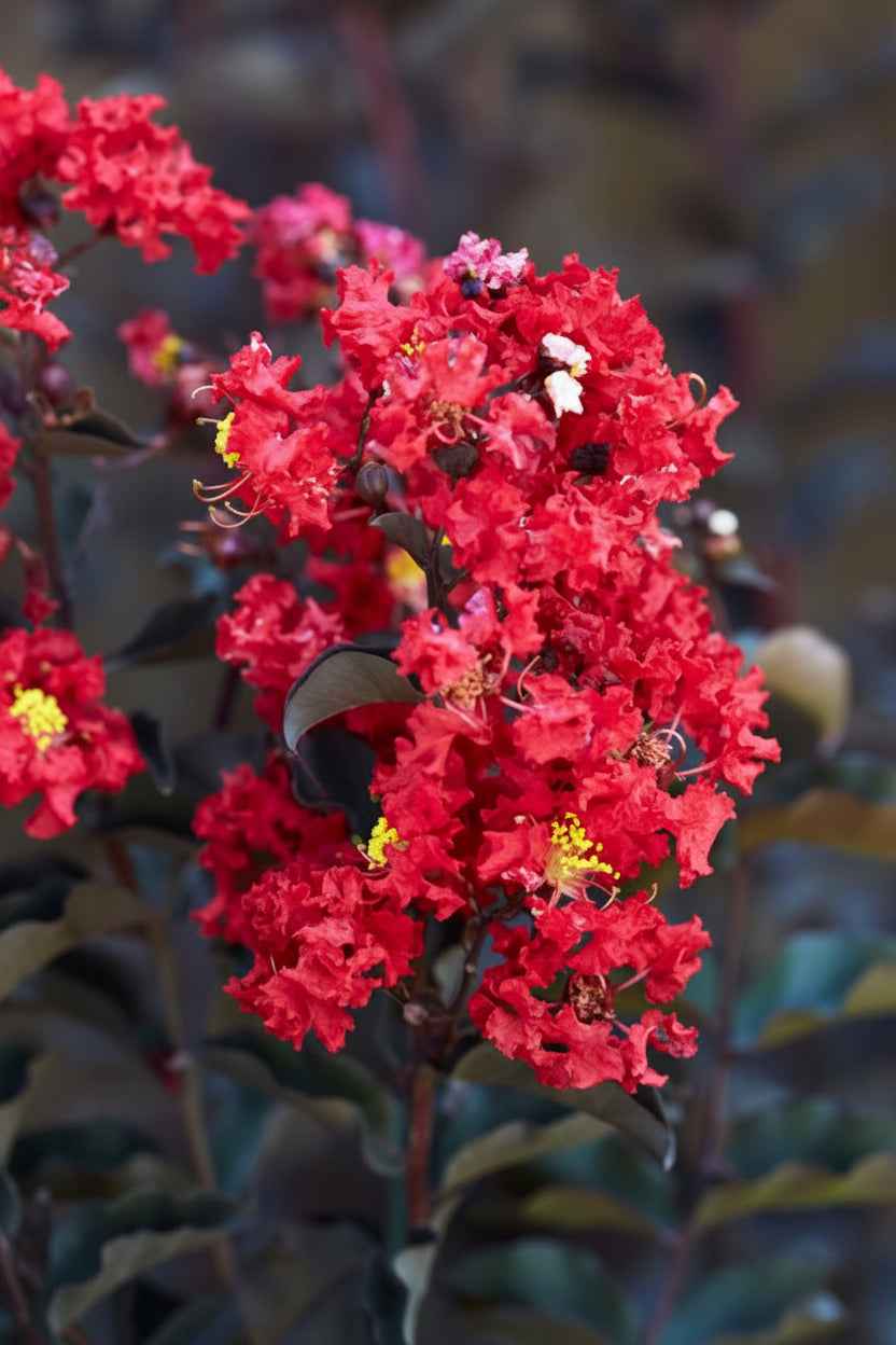 Kínai selyemmirtusz - Lagerstroemia indica 'Black Diamond Crimson Red'