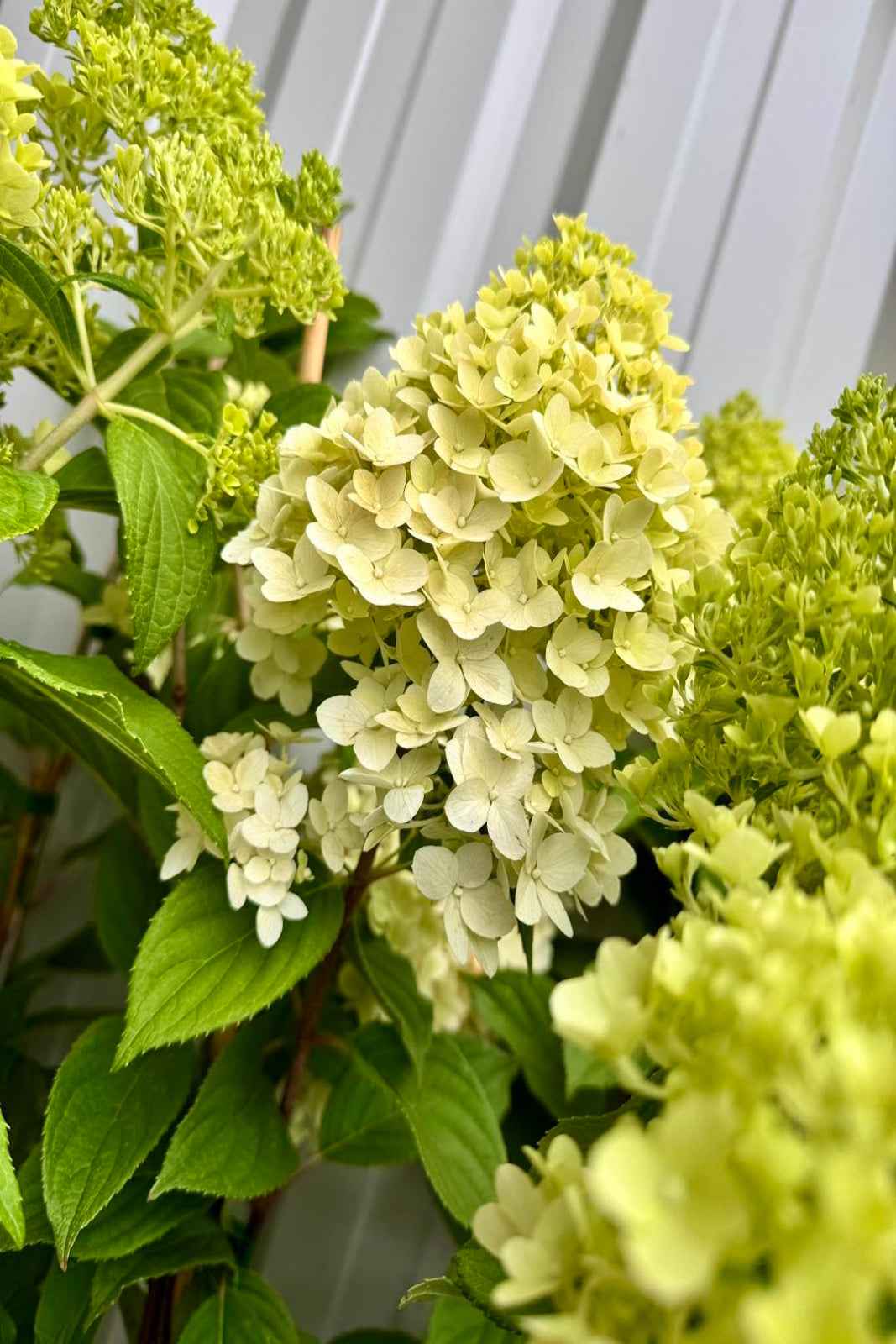 Hortenzia Bugás - Hydrangea paniculata "Diamantino"
