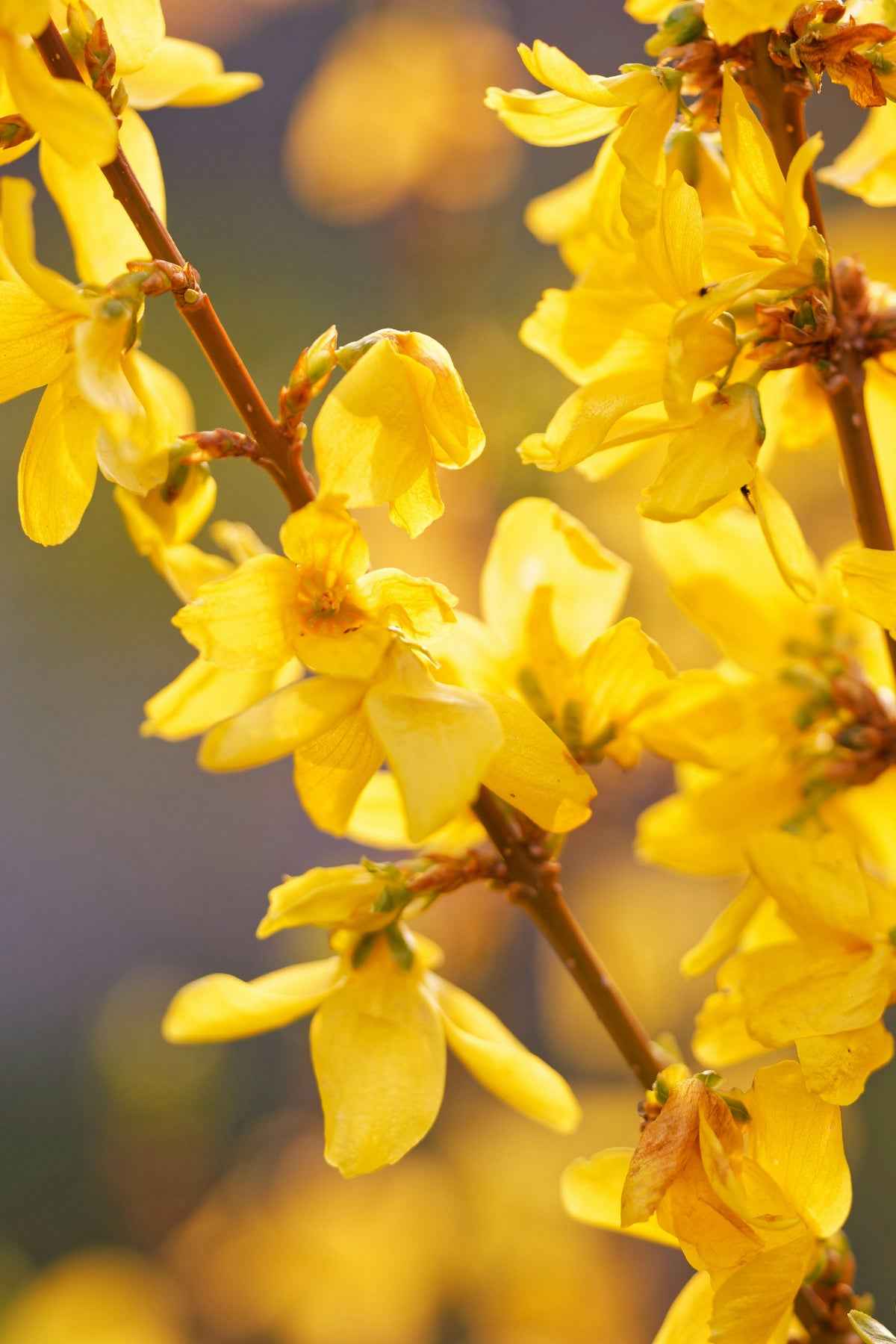 Aranyfa - Forsythia x intermedia
