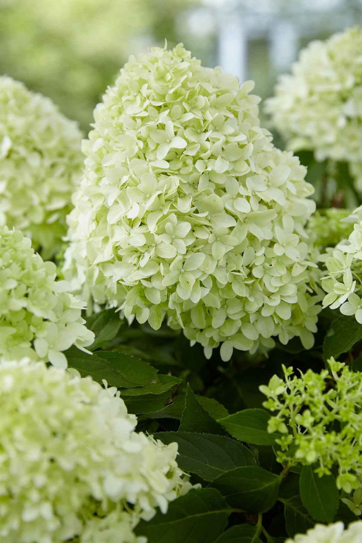 Hortenzia Bugás - Hydrangea paniculata "Little Spooky"