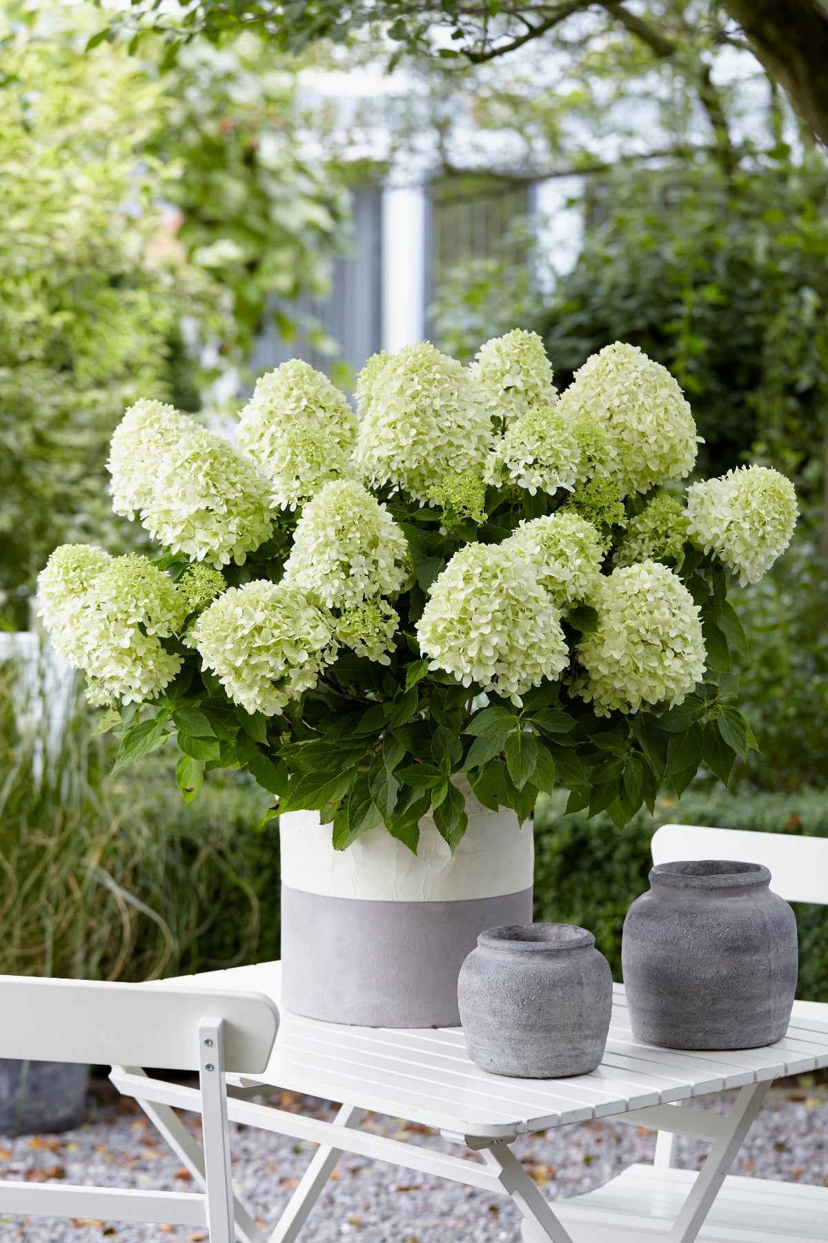 Hortenzia Bugás - Hydrangea paniculata "Little Spooky"