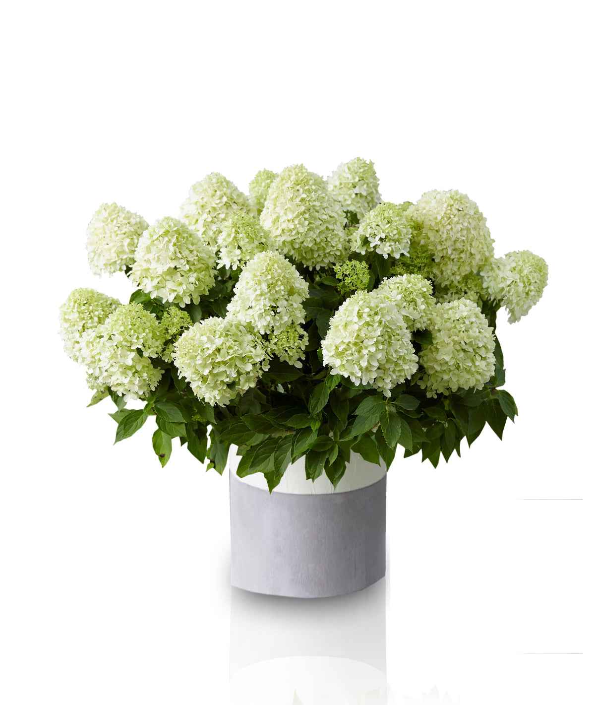 Hortenzia Bugás - Hydrangea paniculata "Little Spooky"