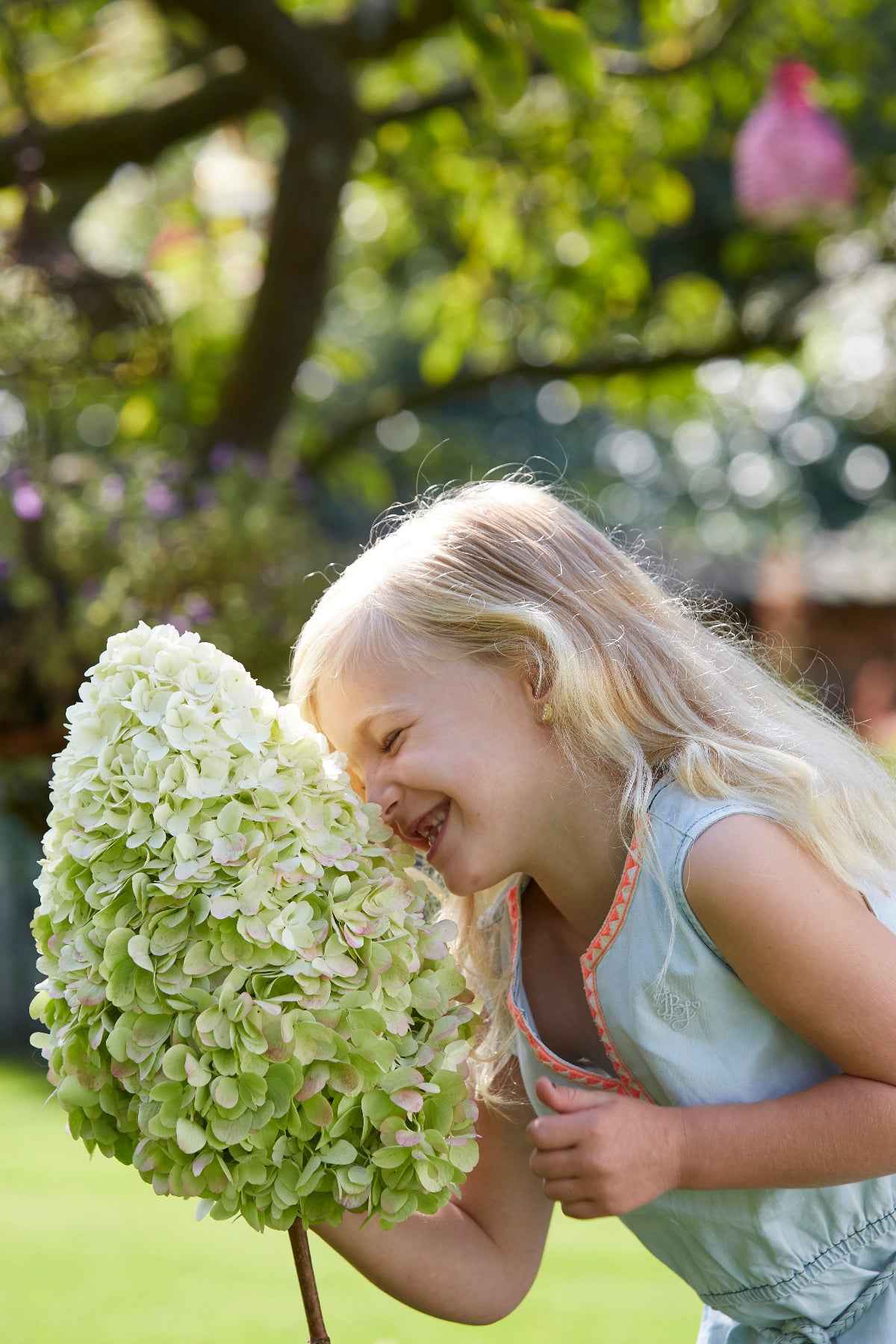 Hortenzia Bugás - Hydrangea paniculata "Hercules"