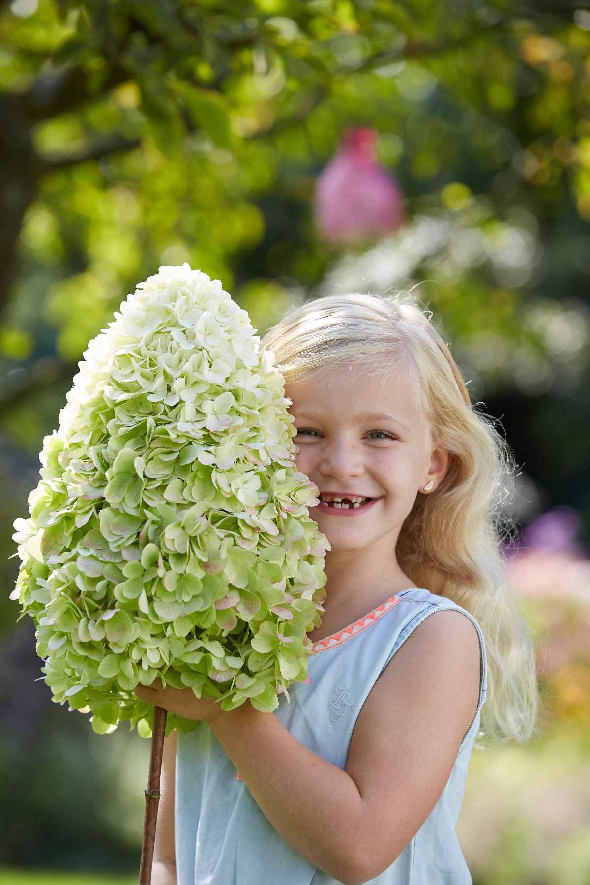 Hortenzia Bugás - Hydrangea paniculata "Hercules"