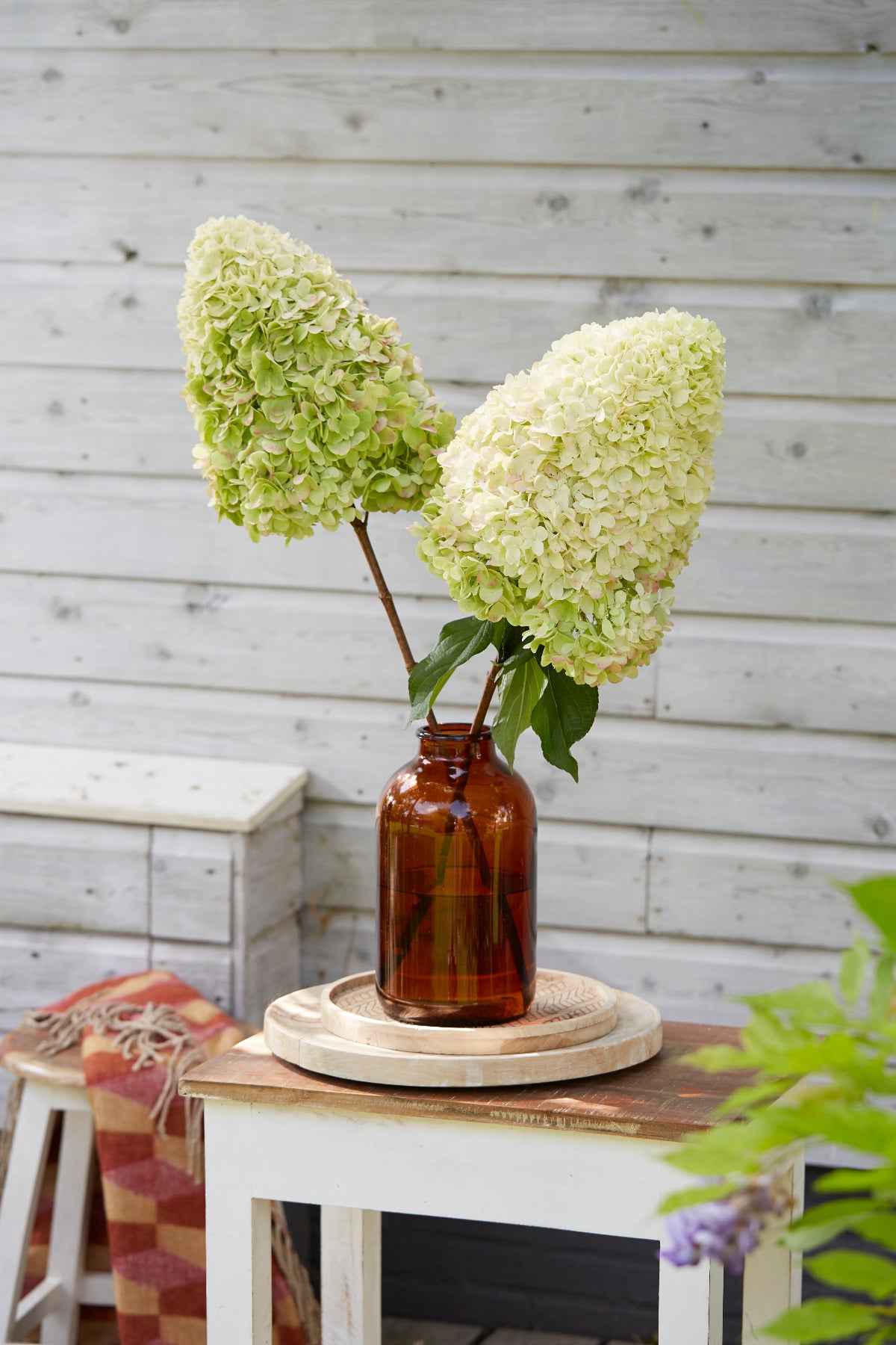 Hortenzia Bugás - Hydrangea paniculata "Hercules"