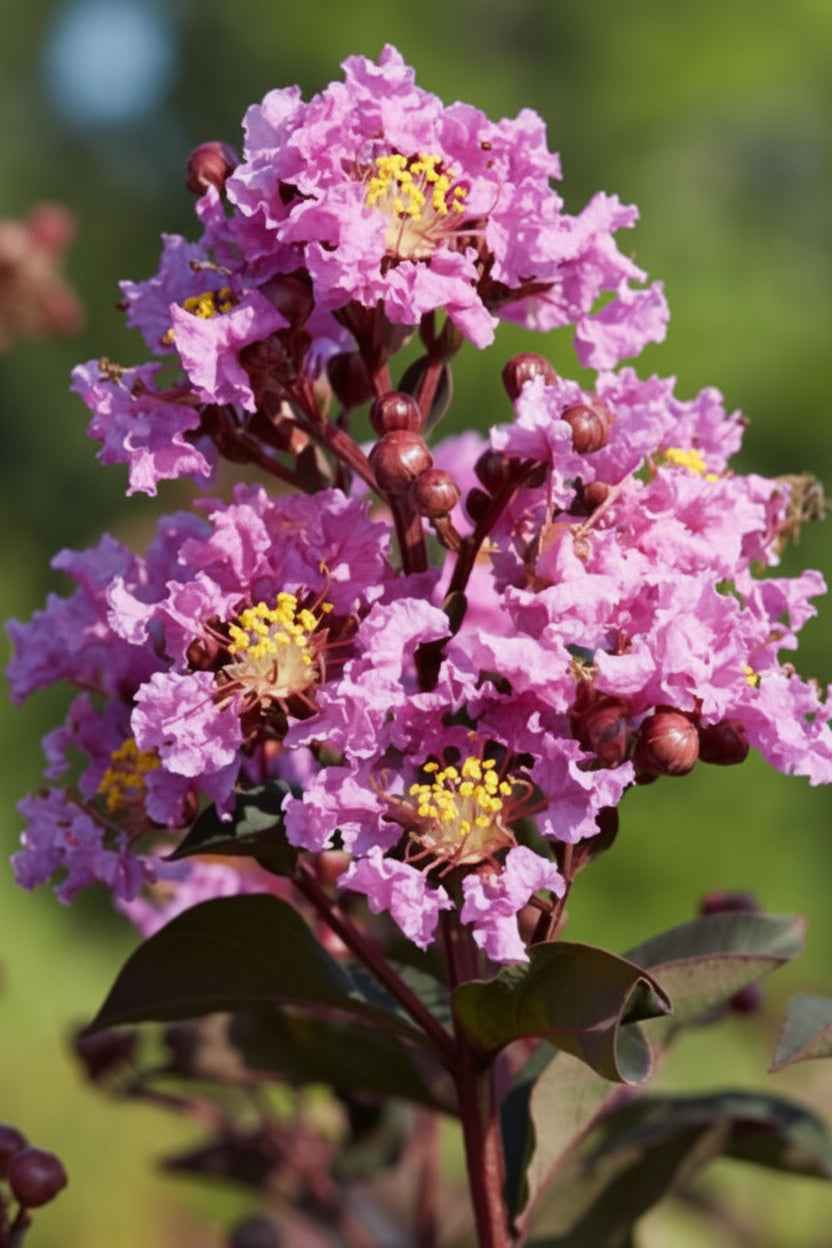 Kínai selyemmirtusz - Lagerstroemia indica 'Black Diamond Lavander Lace'