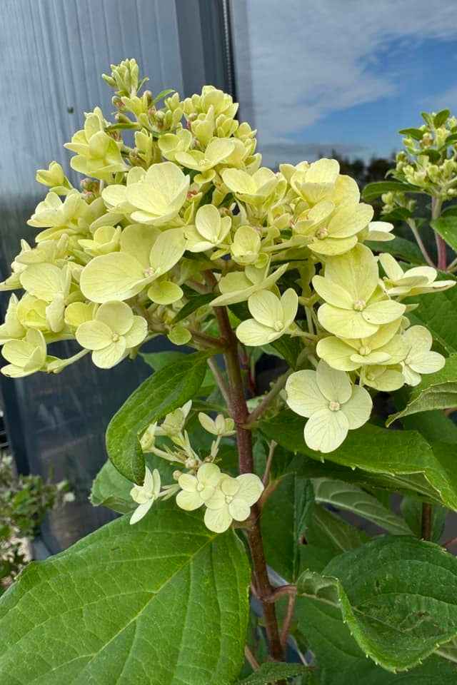 Hortenzia Bugás - Hydrangea paniculata "Little Fresco"