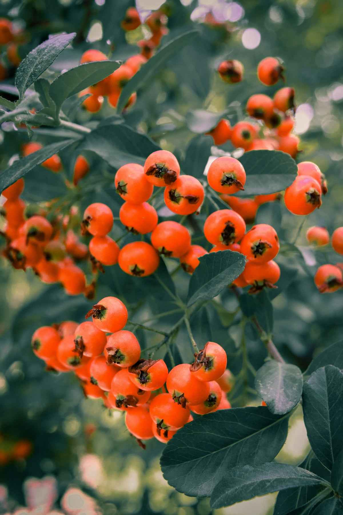 Tűztövis - Pyracantha 'Teton'