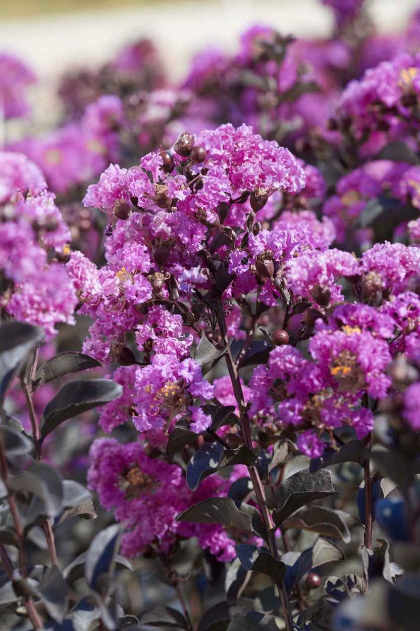 Kínai selyemmirtusz - Lagerstroemia indica 'Black Diamond Purely Purple'